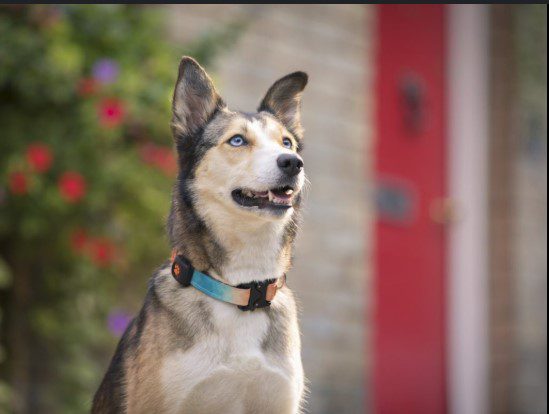 Top 10 Dog Breed Mixes