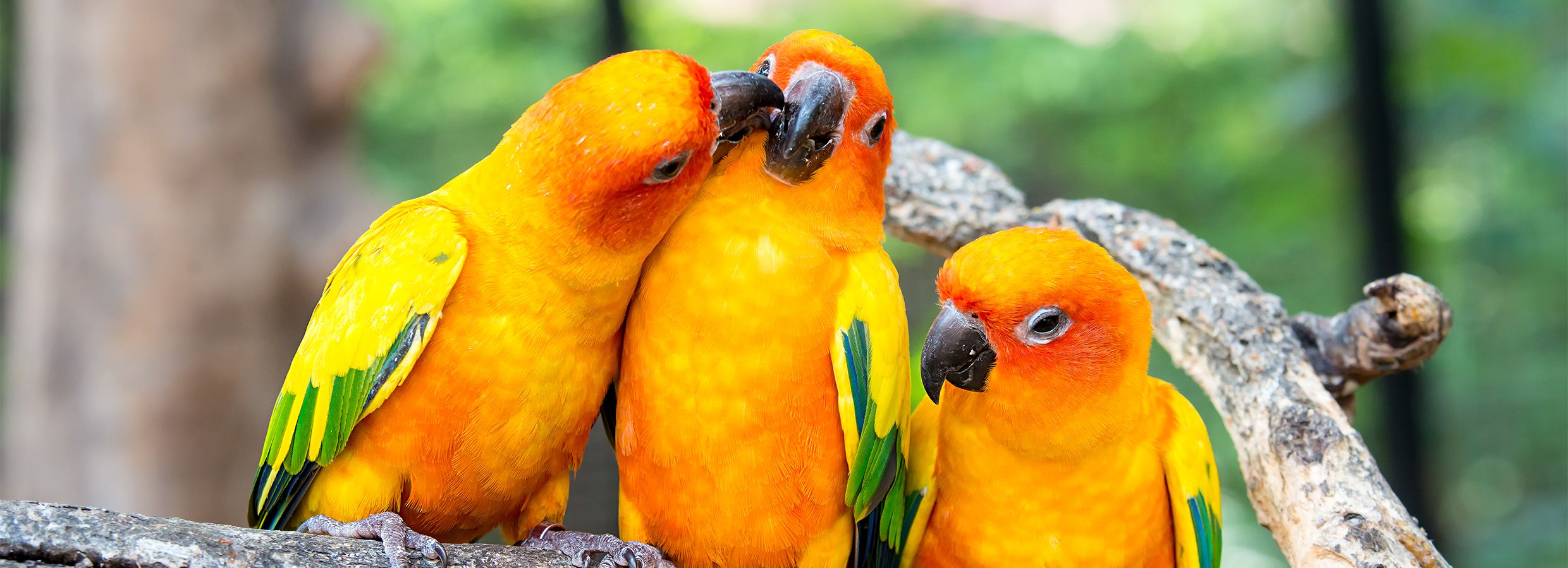 Top 10 Cutest Pet Bird Types 