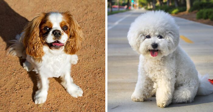 best dog breeds