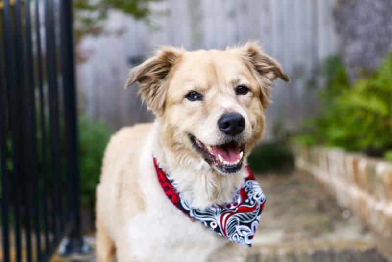 Top 10 Dog Breed Mixes