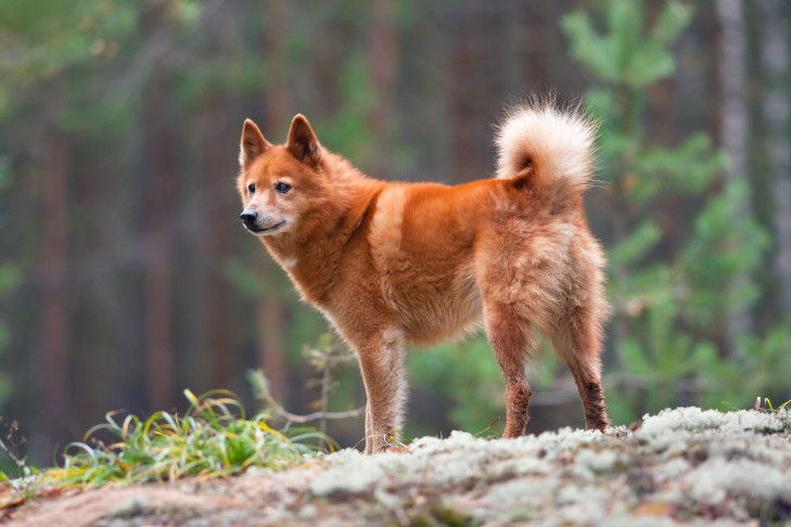 Top 10 Dog Breeds with Nicest Tails