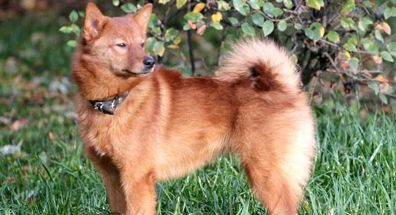 Top 10 Dog Breeds with Nicest Tails