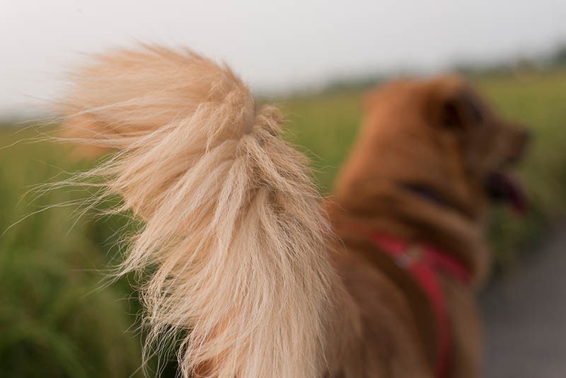 Top 10 Dog Breeds with Nicest Tails