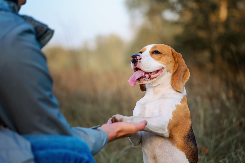 10 reasons why dogs are man's best friend