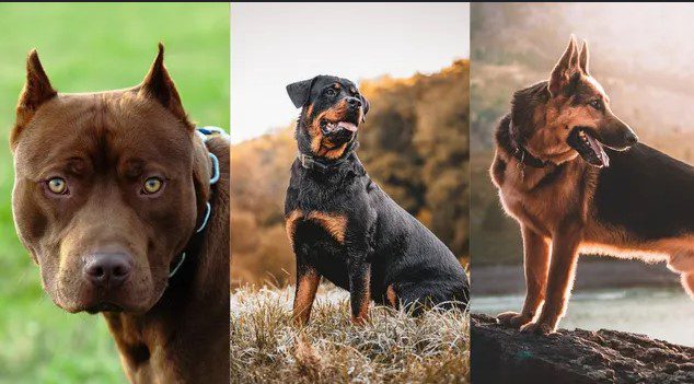 Top 10 Most Dangerous Dogs