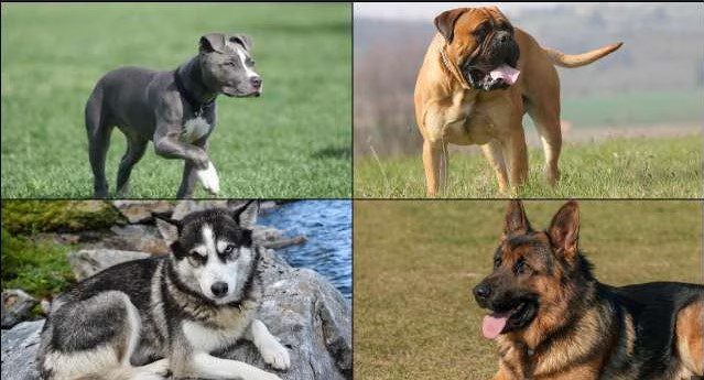 Top 10 Strongest Dog Breeds