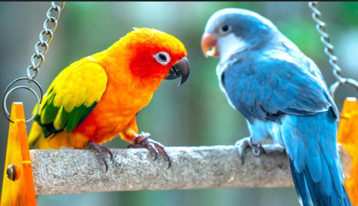 Top 10 Cutest Pet Bird Types 