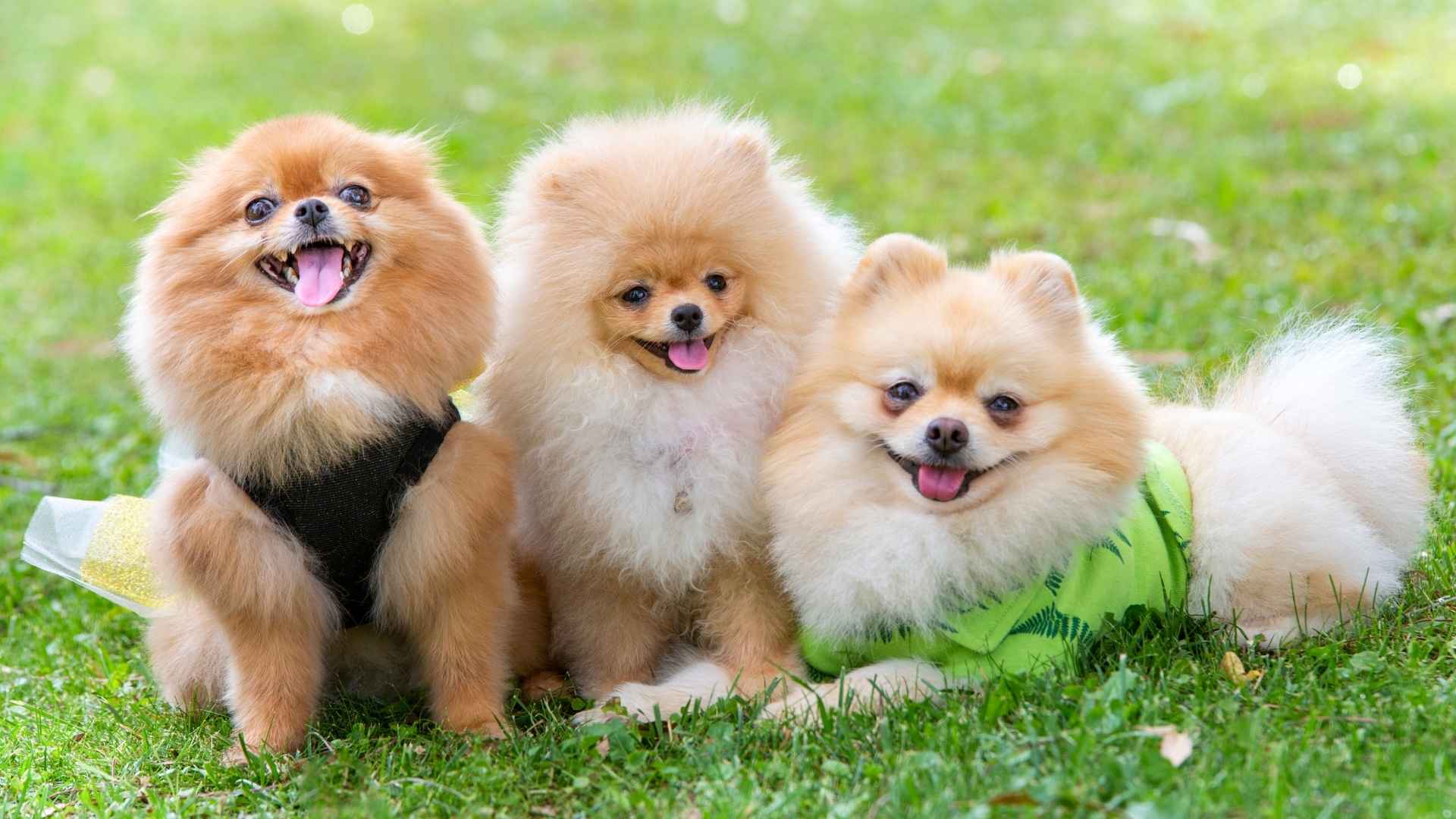 Top 10 Cutest dogs in the world