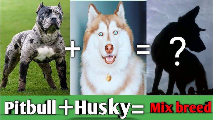 Top 10 Dog Breed Mixes