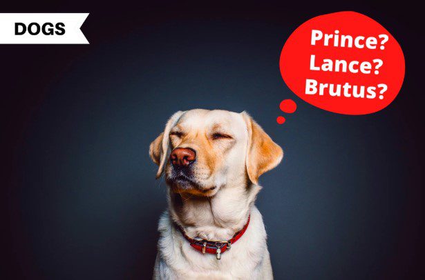 Top Dog Names for Owners Who Want Something Different