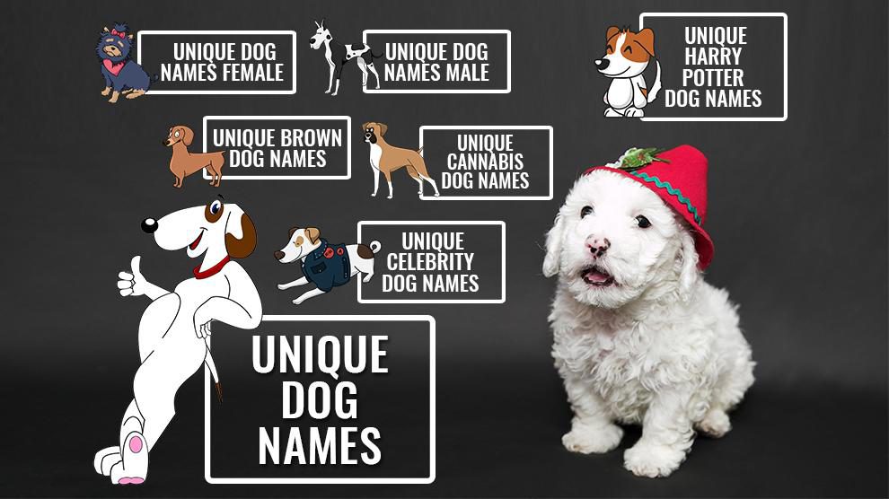 Top Dog Names for Owners Who Want Something Different