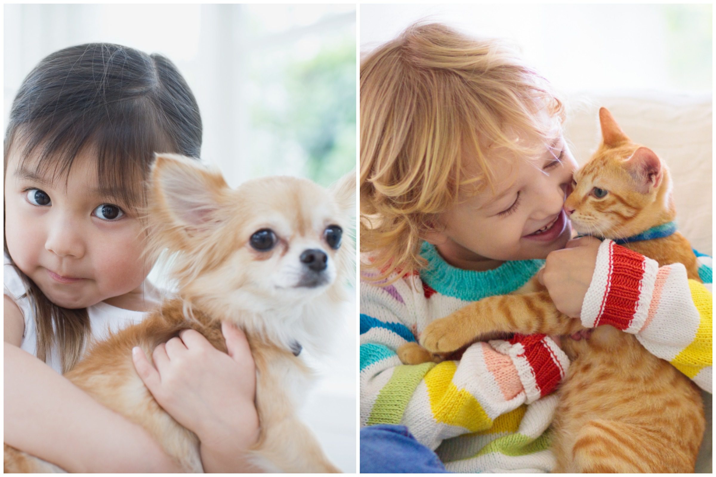 What are the Reasons between cat people and dog people