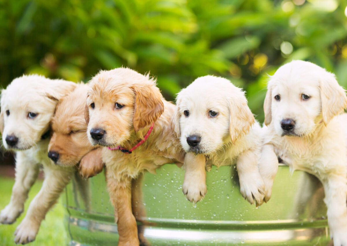 Top 10 dog breeds make cutest puppies