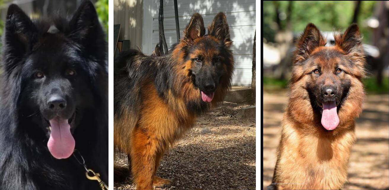 Dogs with Origins in Germany