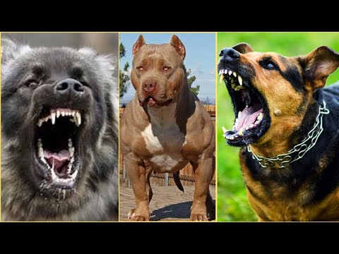 Top 10 Most Dangerous Dogs