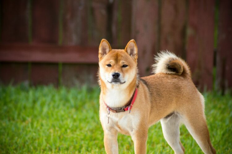 Top 10 Dog Breeds with Nicest Tails