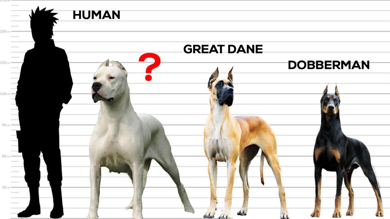 Top 10 Strongest Dog Breeds