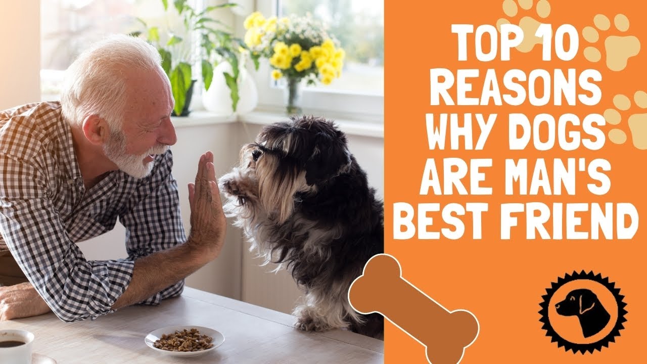 10 reasons why dogs are man's best friend