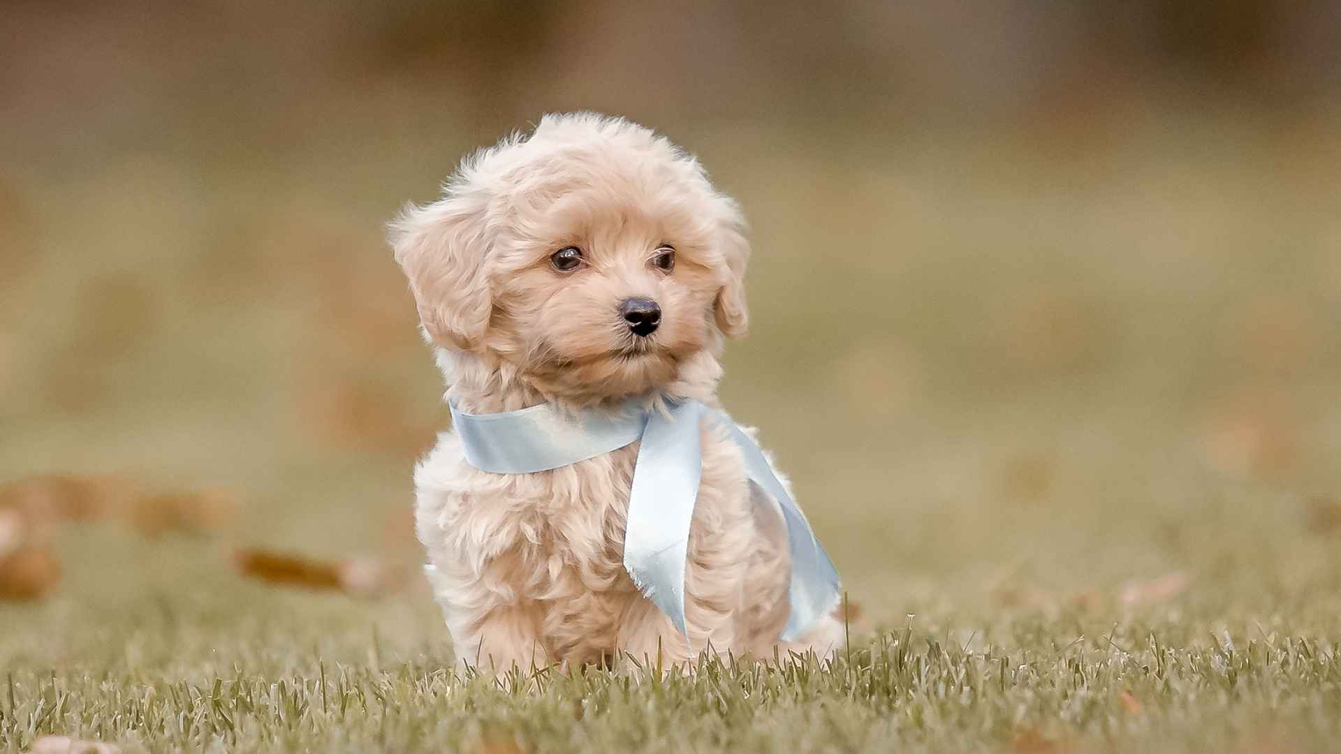 Top 10 dog breeds make cutest puppies