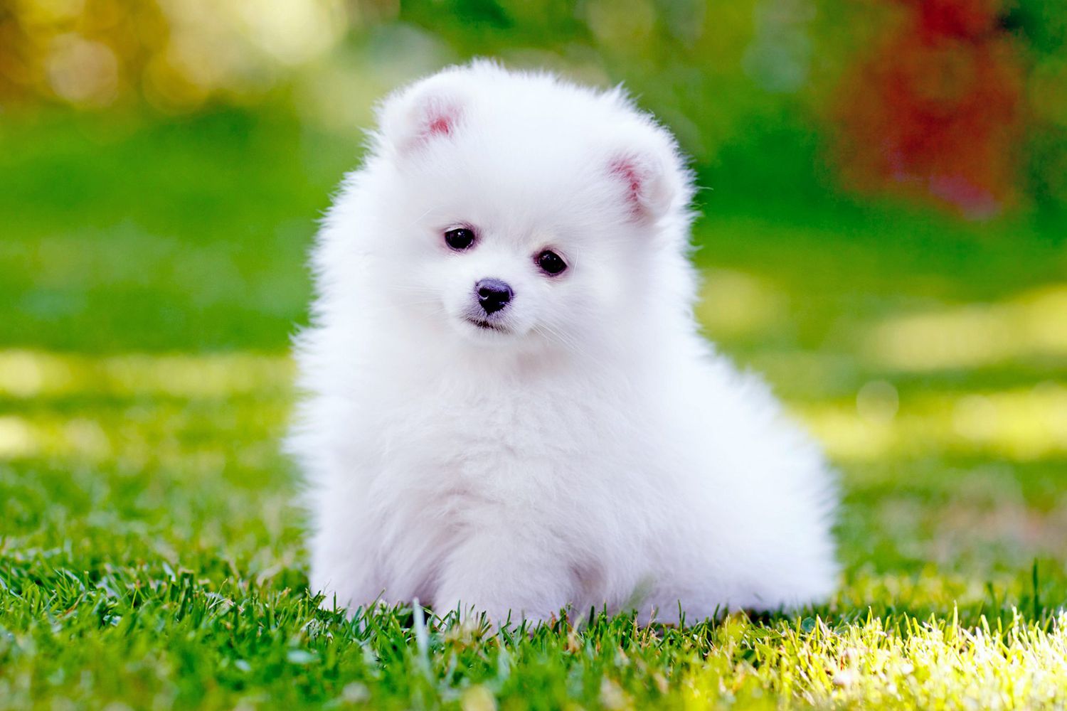 Top 10 Cutest dogs in the world