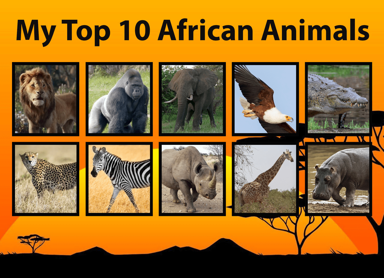Top 10 African Animals