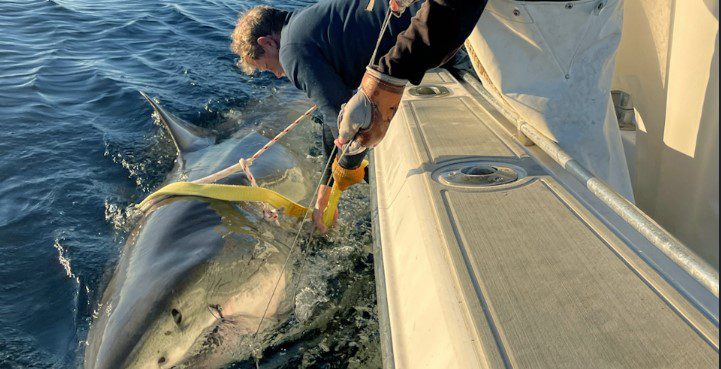  Top 10 Animals Hunt In The World