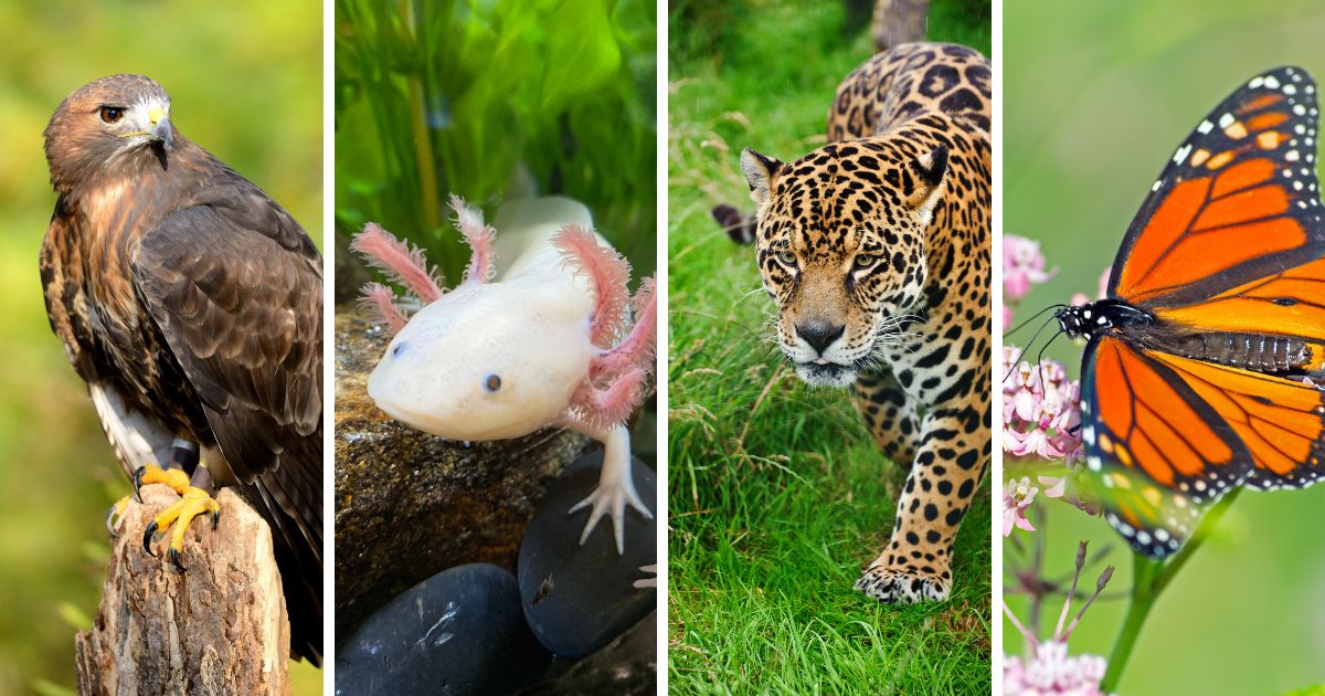Top 10 Animals Native New Mexico