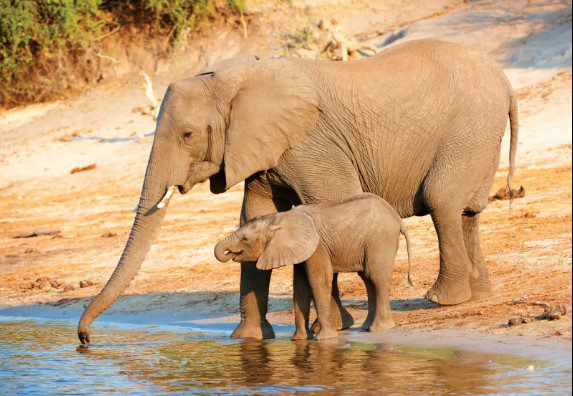 Top 10 Animals You Can Ride