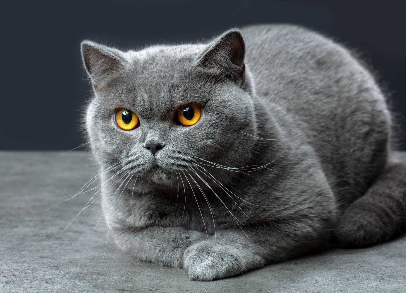 Top 10 Best Cat Breeds In The World