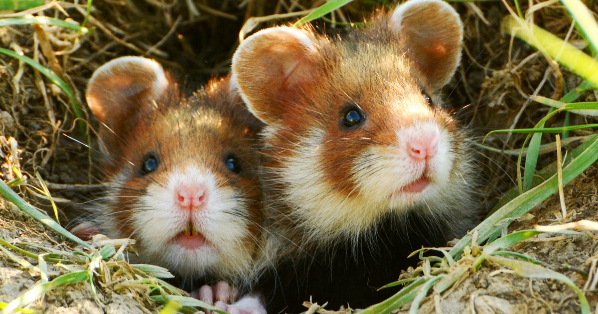 Top 10 Best Pets In The World