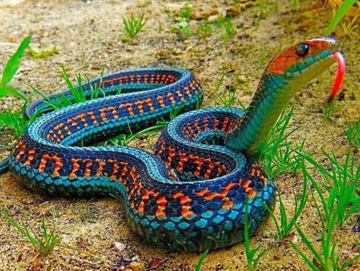 10 Best Types Snakes In The World