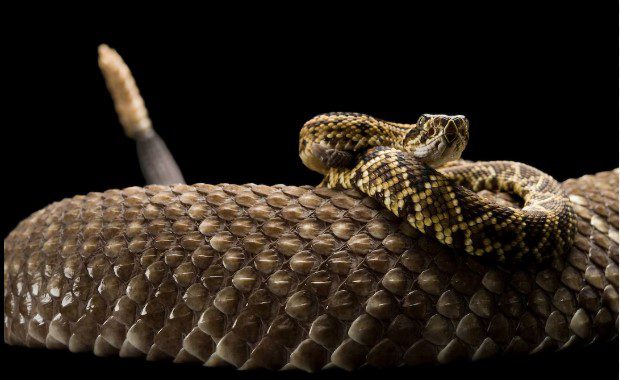 10 Best Types Snakes In The World