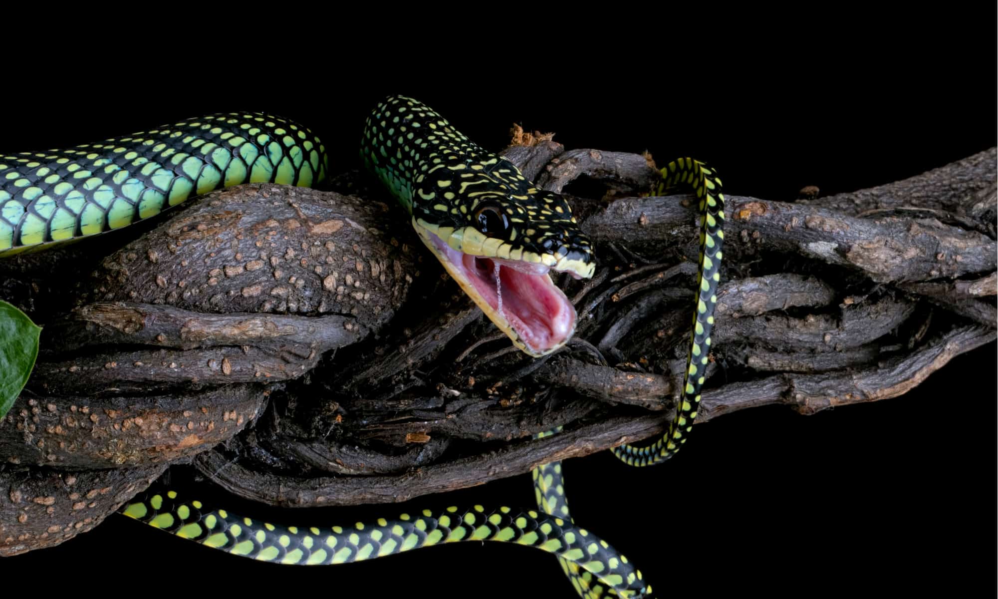 10 Best Types Snakes In The World