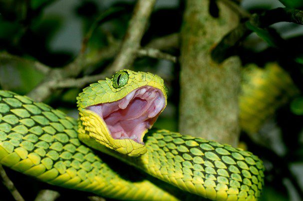 10 Best Types Snakes In The World