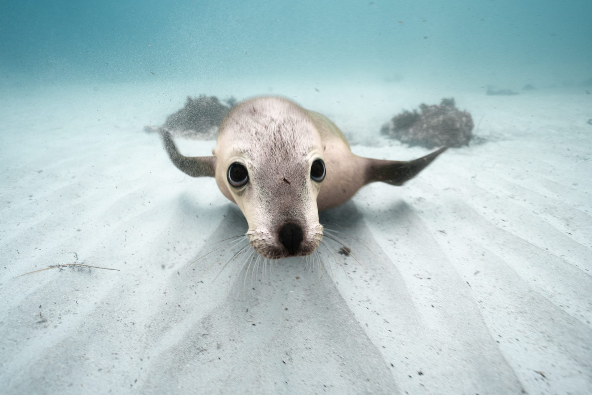 Top 10 Friendliest Animals In The world