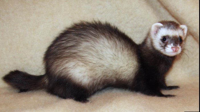 Top 10 Funniest Animals of All Time