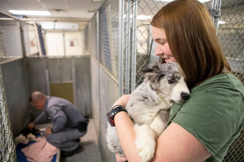 Top 10 Places Buy Pets