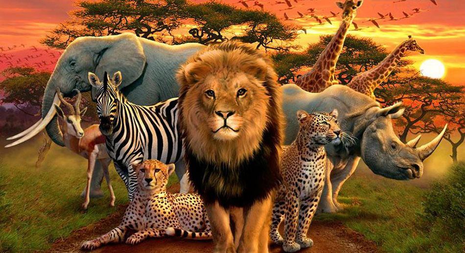Top 10 African Animals