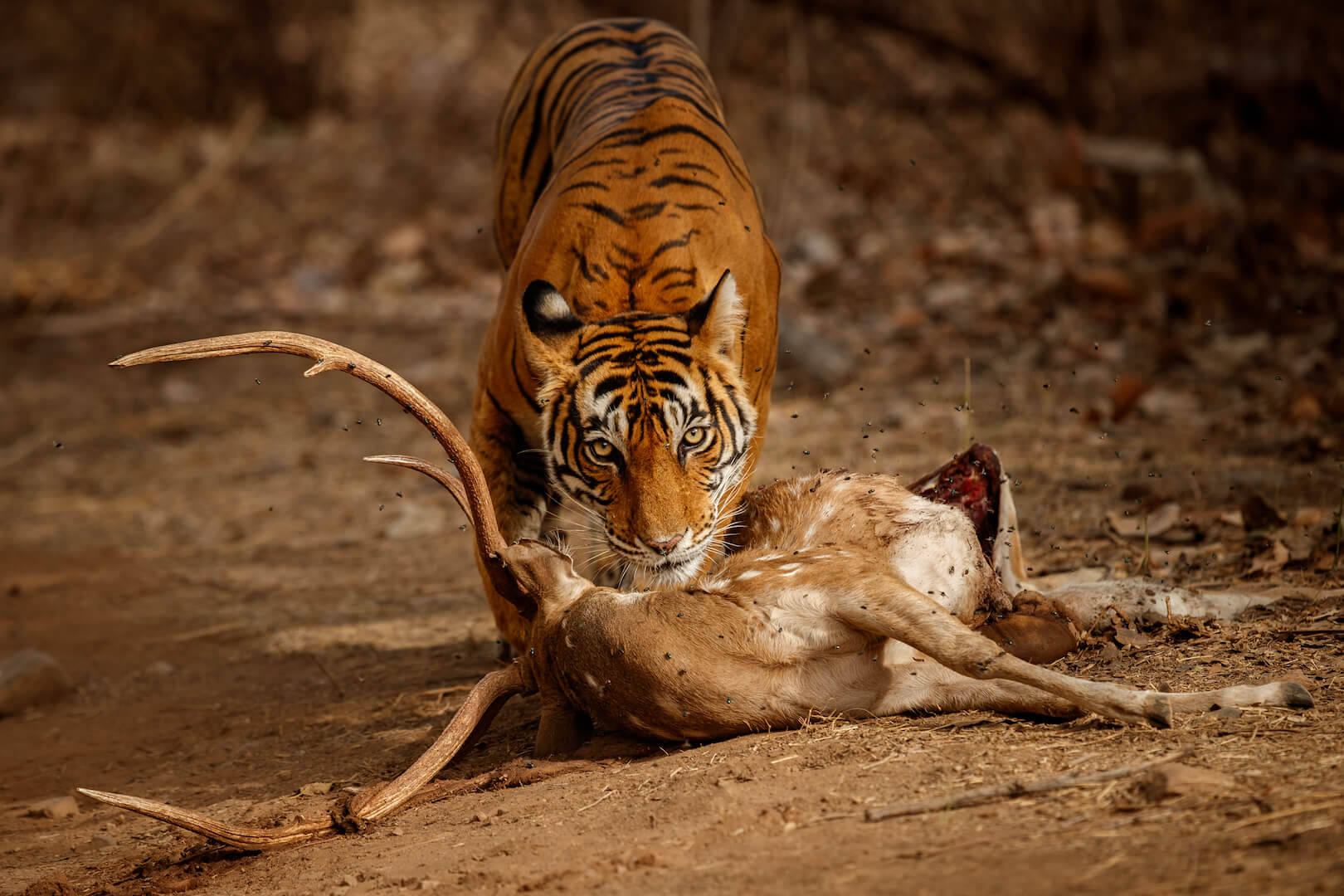  Top 10 Animals Hunt In The World