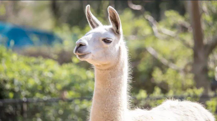 Top 10 Animals You Can Ride