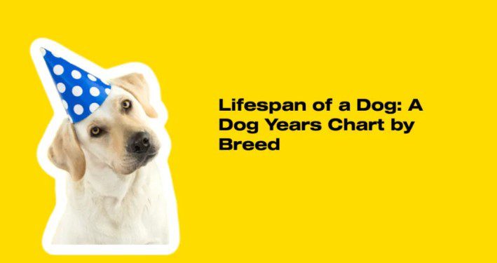 Dog Lifespan by Breed Discover How Long Your Favorite Dog Breeds Live