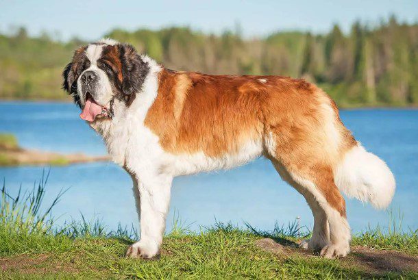 Dog Lifespan by Breed Discover How Long Your Favorite Dog Breeds Live