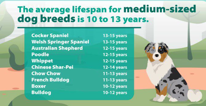 Dog Lifespan by Breed Discover How Long Your Favorite Dog Breeds Live