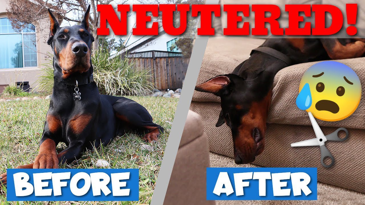  Dog Neutering Explained: Benefits, Myths, and Recovery Tips