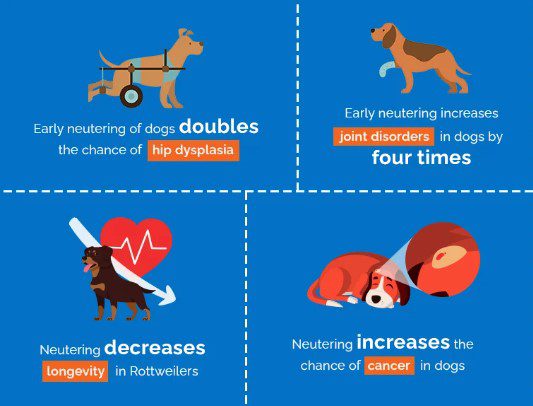  Dog Neutering Explained: Benefits, Myths, and Recovery Tips