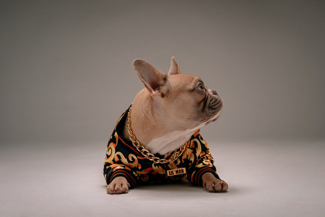 Dog Piercing: A New Fashion or a Risky Trend?