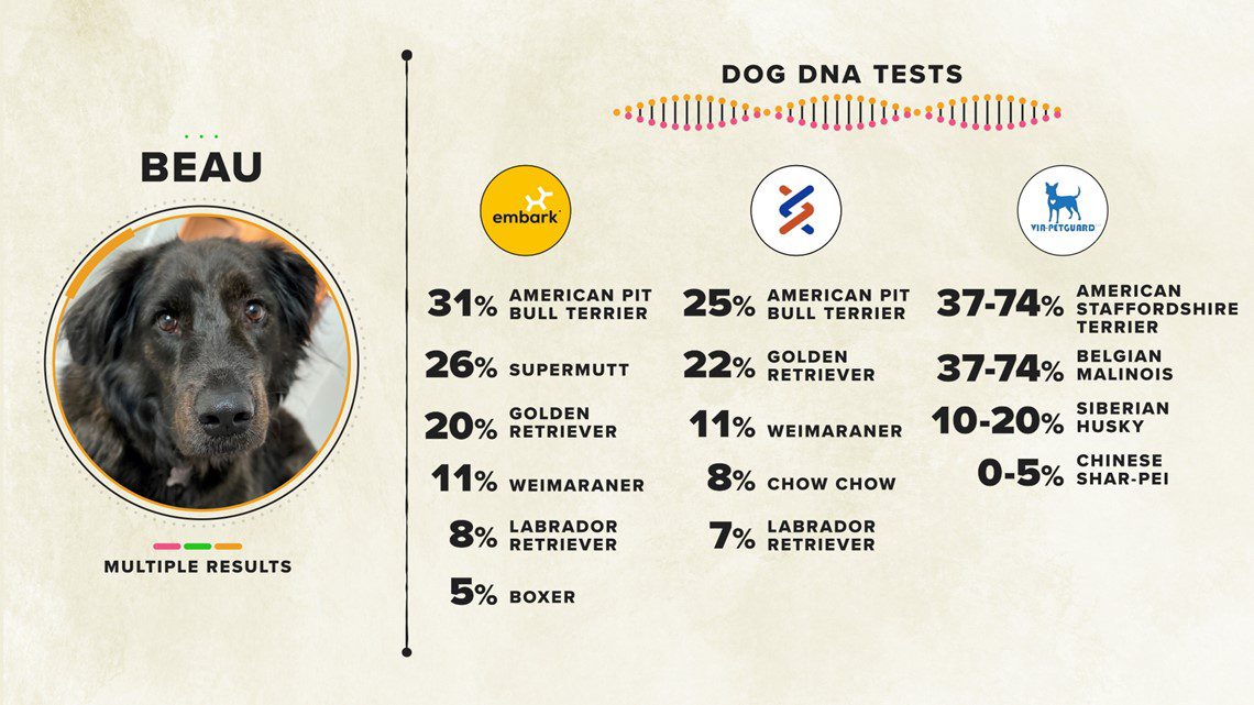 Embark Dog DNA Test: Look at Canine Health and Heritage