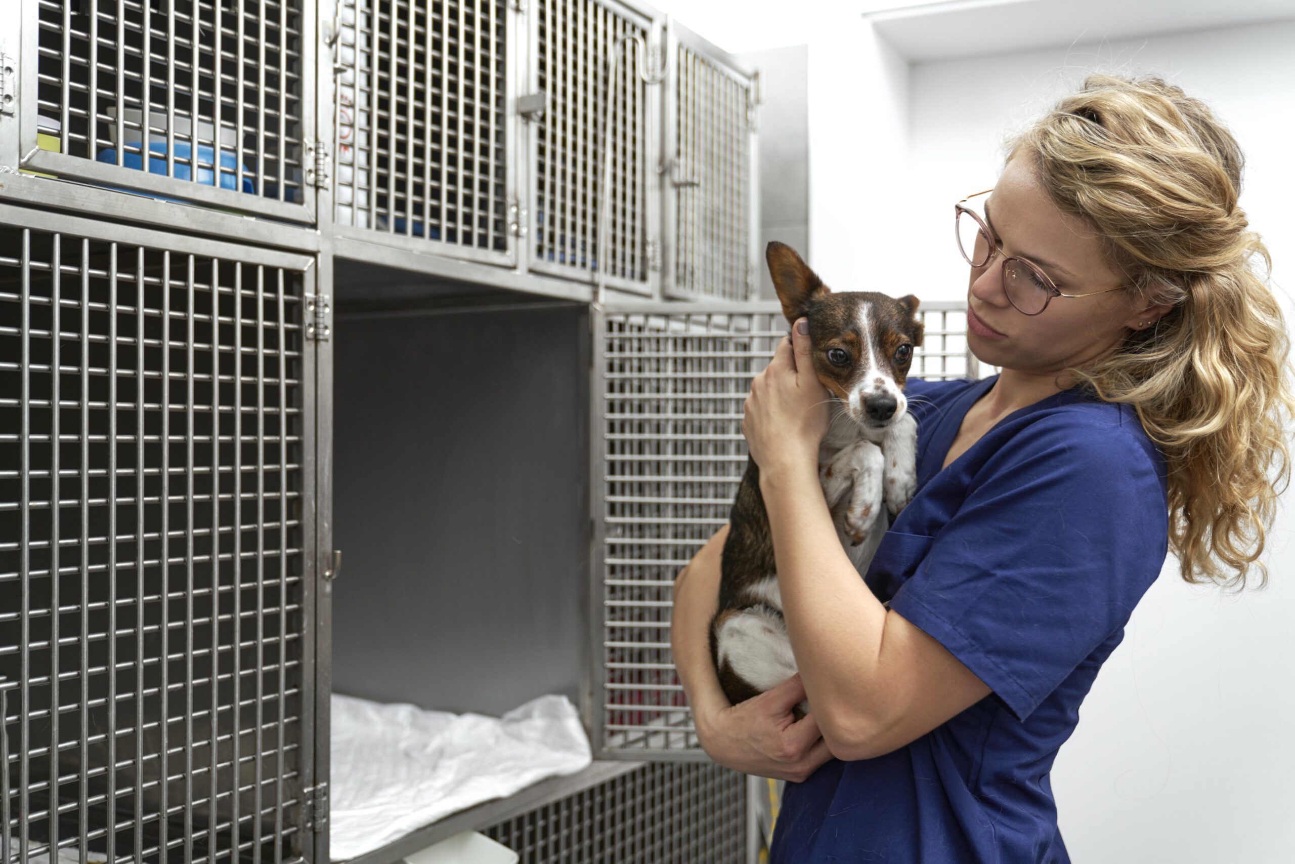 Top 10 Places to Buy Pets