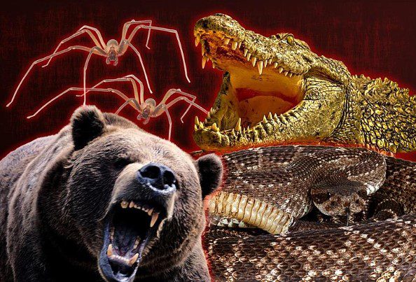 top 10 most dangerous animals