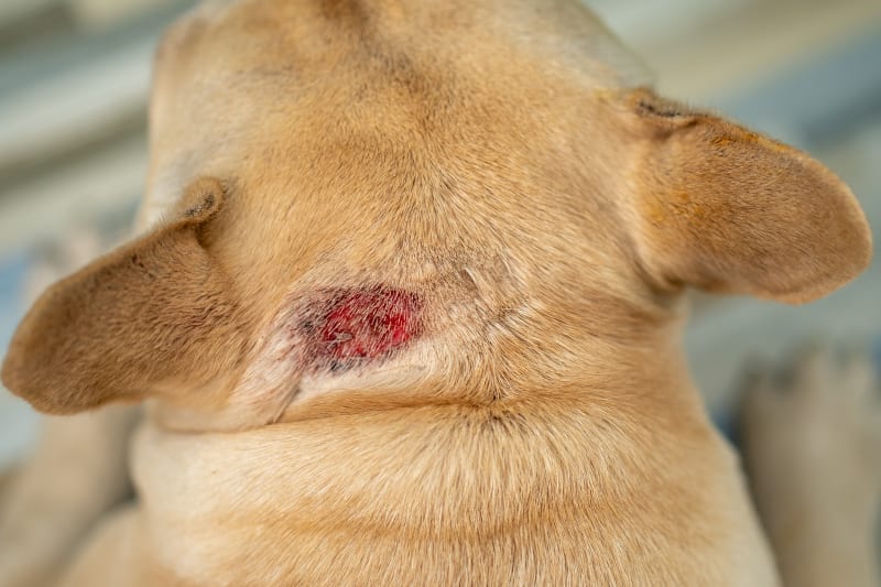 Skin Allergy Medicine for Dogs: Signs, Solutions, and Treatments